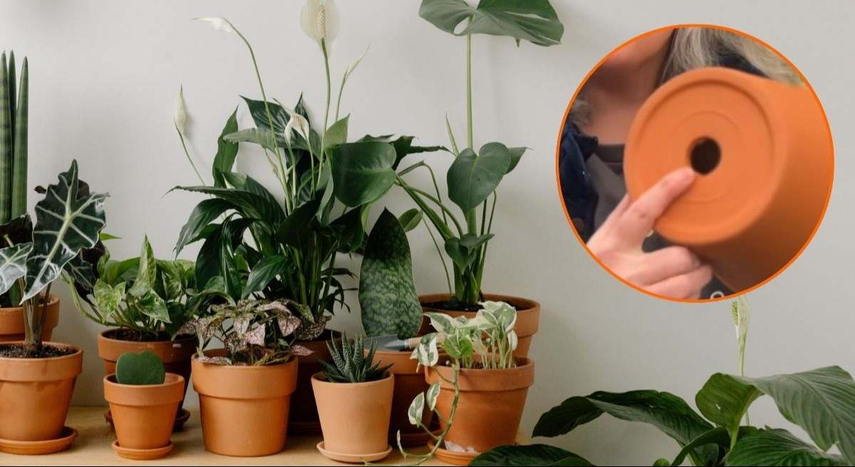 El truco de una experta en jardinería para mantener las plantas hidratadas: "Es más eficiente que los sistemas de riego por goteo tradicionales"