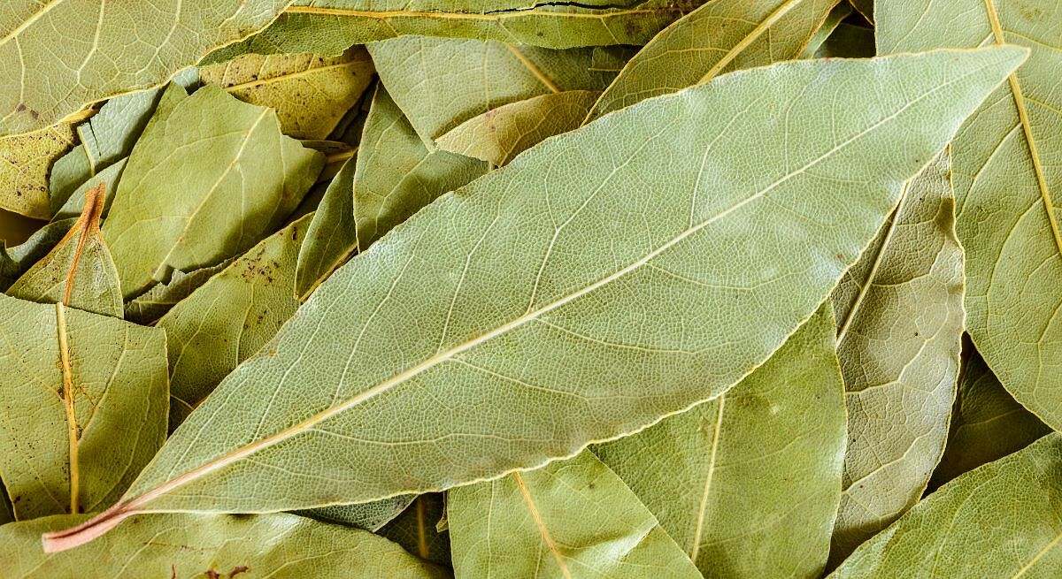 Una hoja de laurel detrás de la puerta: el truco de España con el que terminarás con el gran problema para este verano