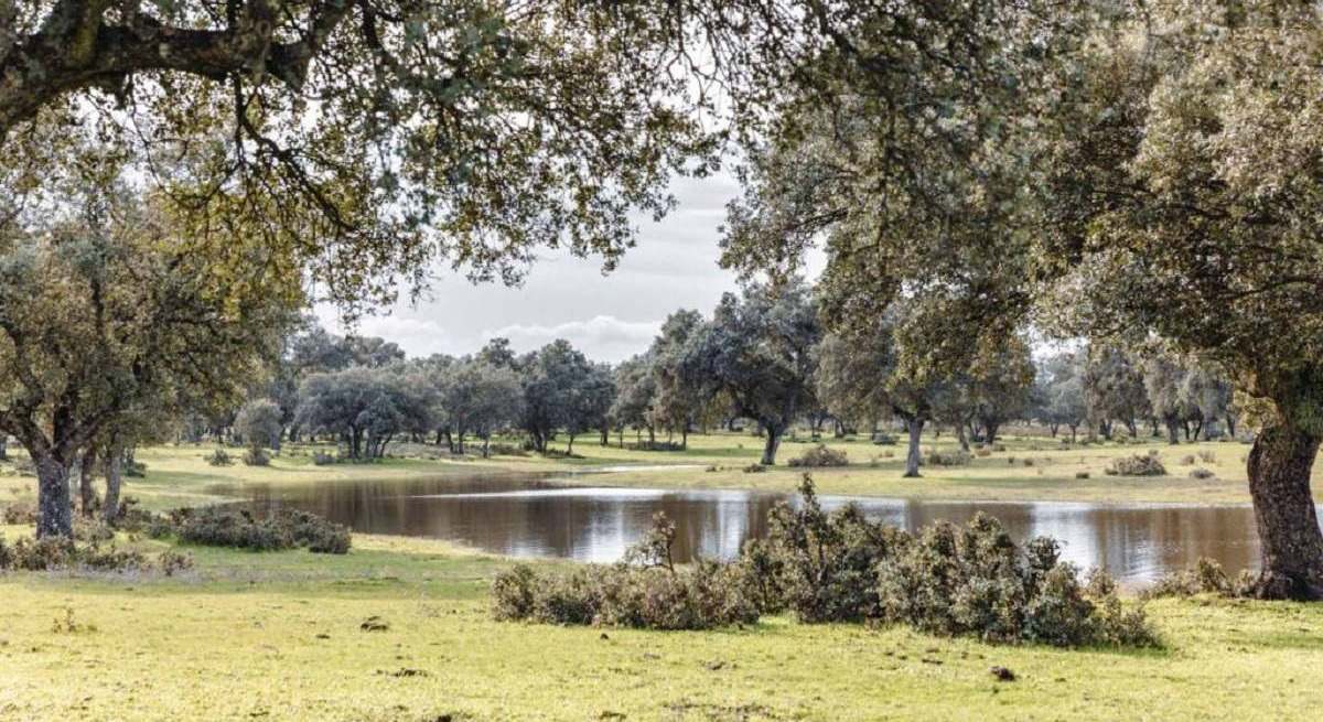 Ecologistas en Acción rechazan la recalificación de 18.000 hectáreas para la construcción del complejo Dehesa Espadañal en Navalmoral de la Mata