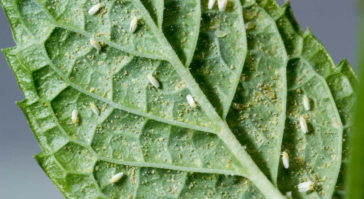 Adiós a la mosca blanca de las plantas: cómo eliminar estos insectos casi invisibles antes de que causen daños