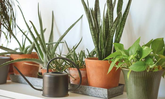 plantas-interior.jpg