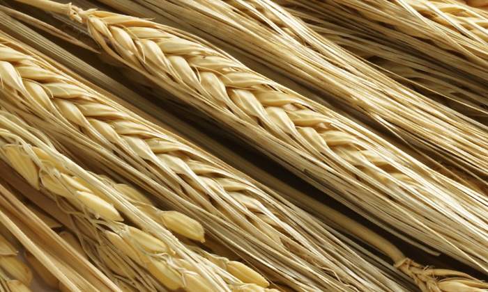 gluten.jpg