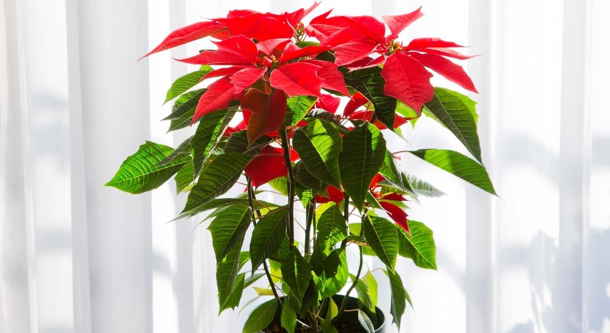 Qué tres pasos hay que seguir durante el mes de septiembre para que la Flor de Pascua esté perfecta estas Navidades