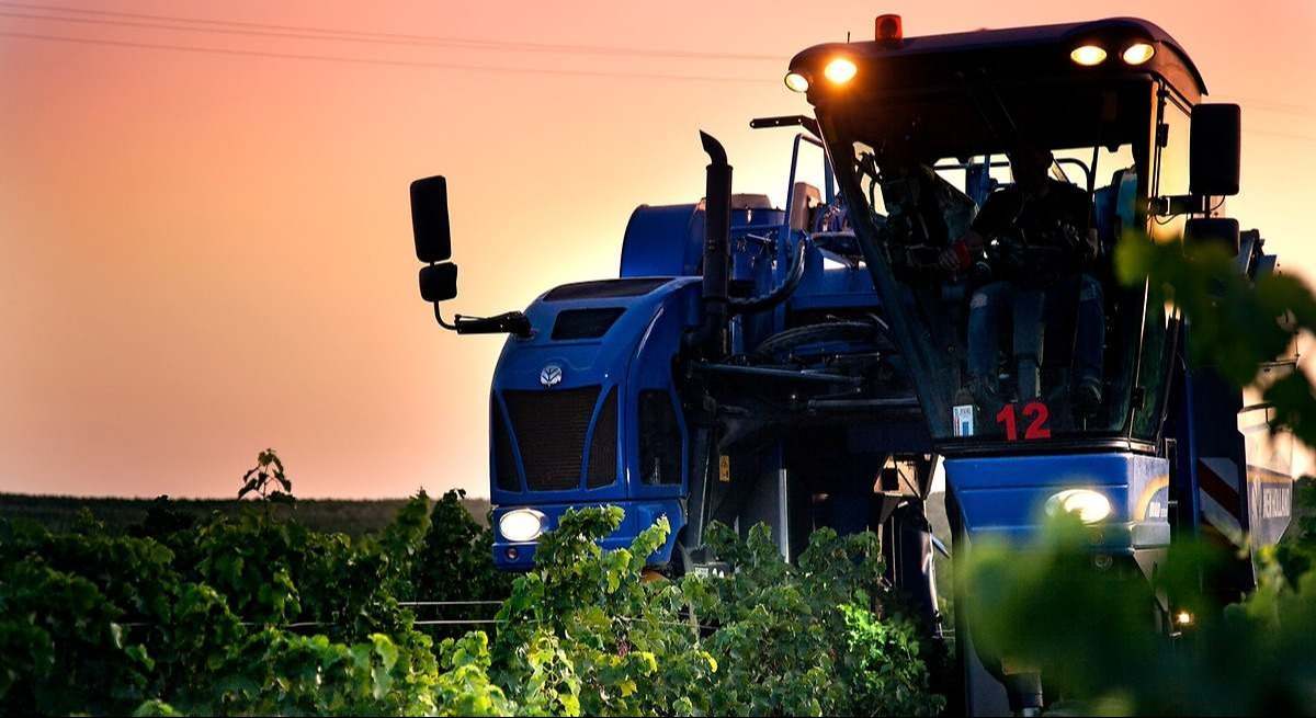 El calor y el hongo mildiu 'devoran' casi la mitad de la cosecha de uva en Andalucía