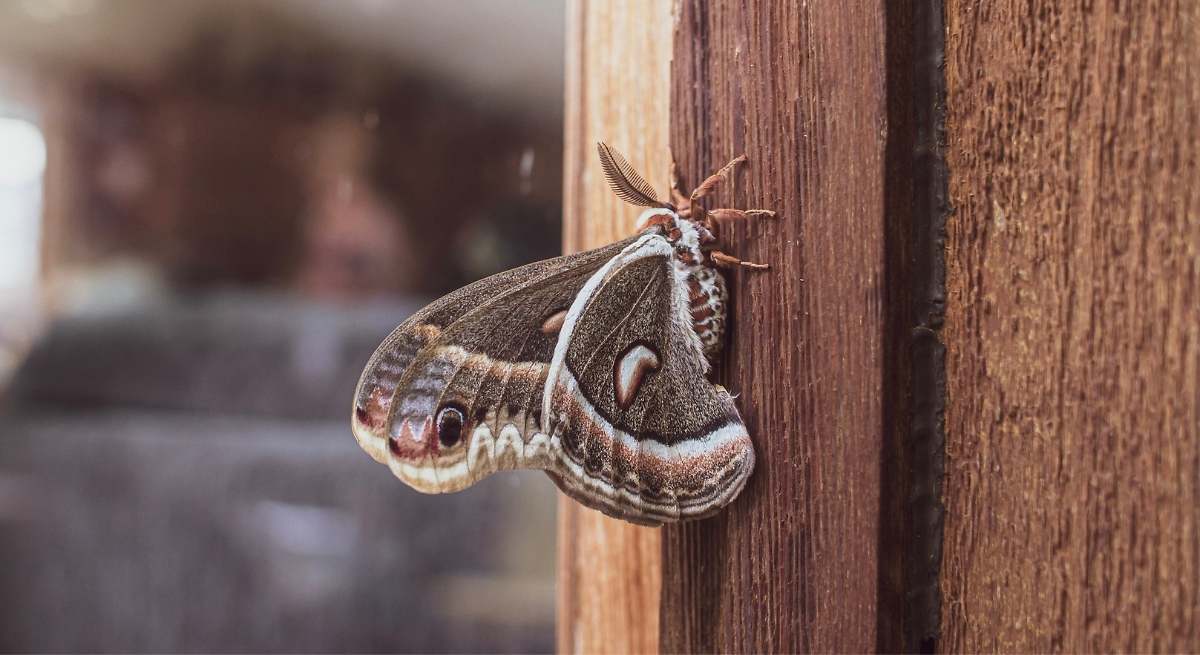 Olvídate de la polilla de la ropa con el remedio casero que elimina al instante a los insectos y larvas del armario