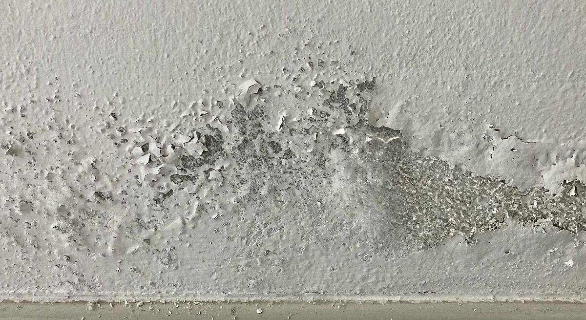 Cómo eliminar el moho de cualquier pared en España: el sencillo truco para que desaparezca en minutos