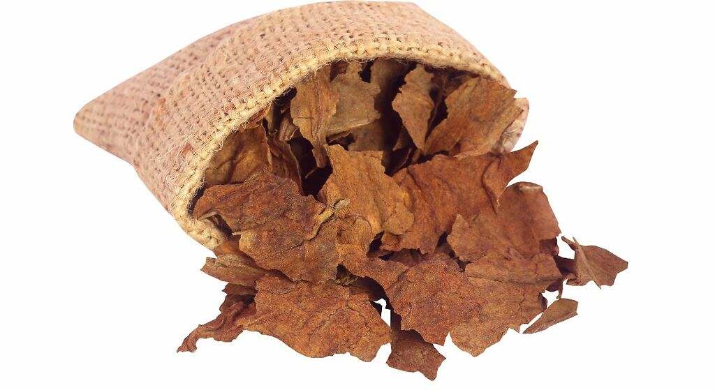 Hojas de tabaco
