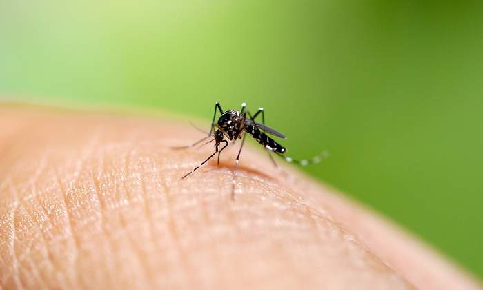 mosquitos-picadura.jpg