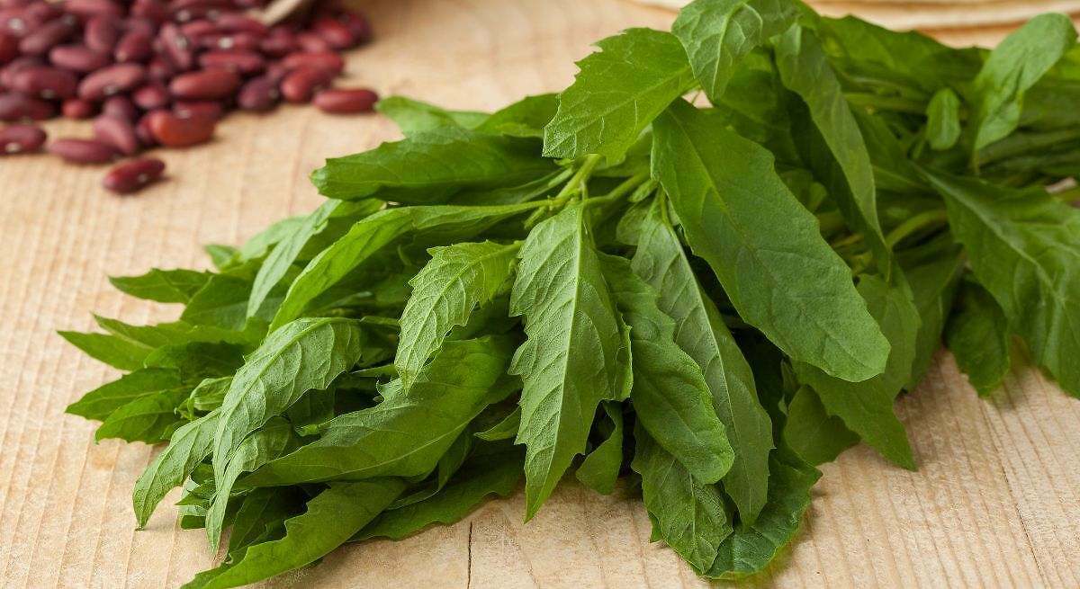La hierba medicinal con vitamina A, magnesio y potasio que ayuda a aliviar los dolores