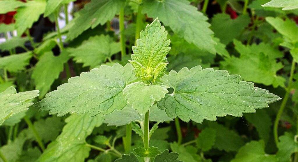 Plantas de hierba gatera