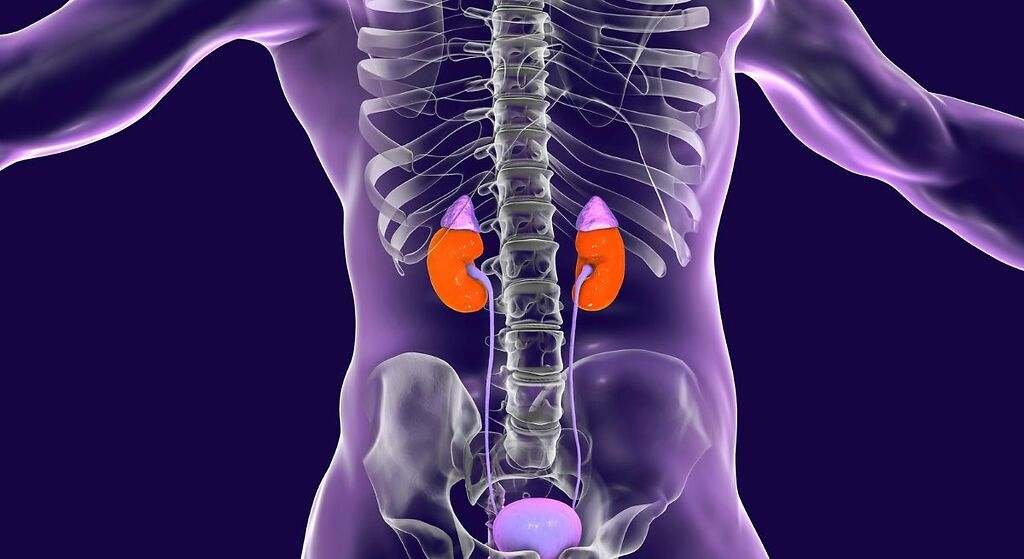 Qué hay que hacer para limpiar los riñones de forma natural: cuatro trucos sencillos para mantenerlos sanos