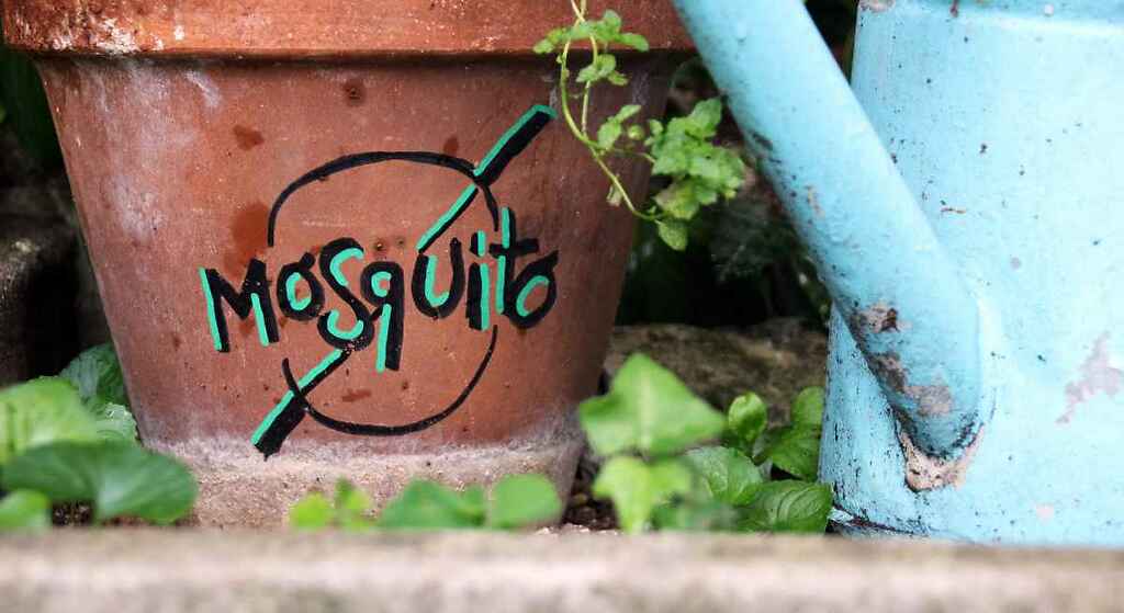 Plantas aromáticas repelentes