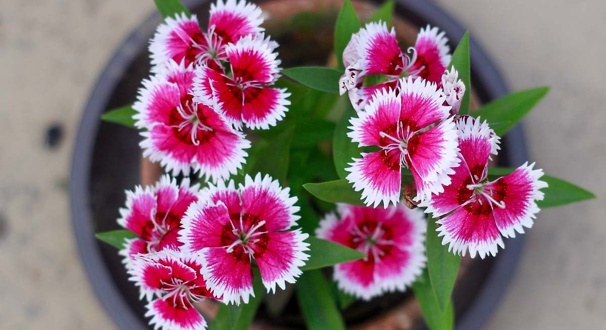 La preciosa planta ideal para tener en casa: buena para la salud, florece todo el año y aguanta el calor extremo