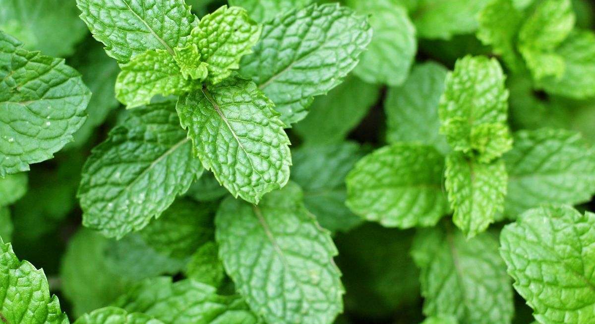 Una hoja de menta detrás de la puerta: el truco sencillo con el que terminarás con el gran problema para el próximo verano