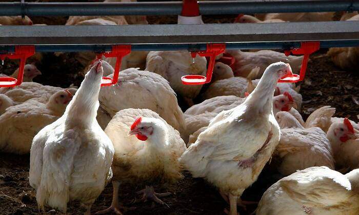 EuropaPress_4694522_gallinas_granja-1.jpg
