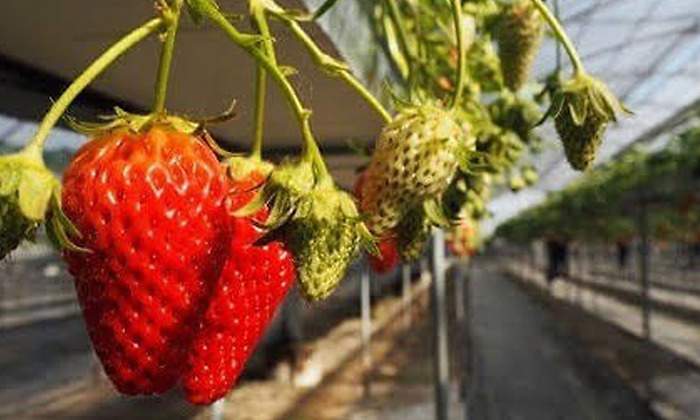 fresas