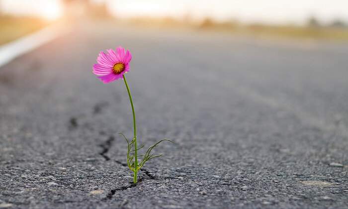Flor-istock-1200.jpg