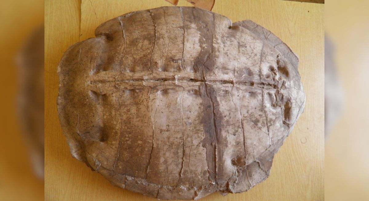 Investigadores descubren una nueva especie de tortuga marina: "Sus fósiles se pueden encontrar en todo el mundo"