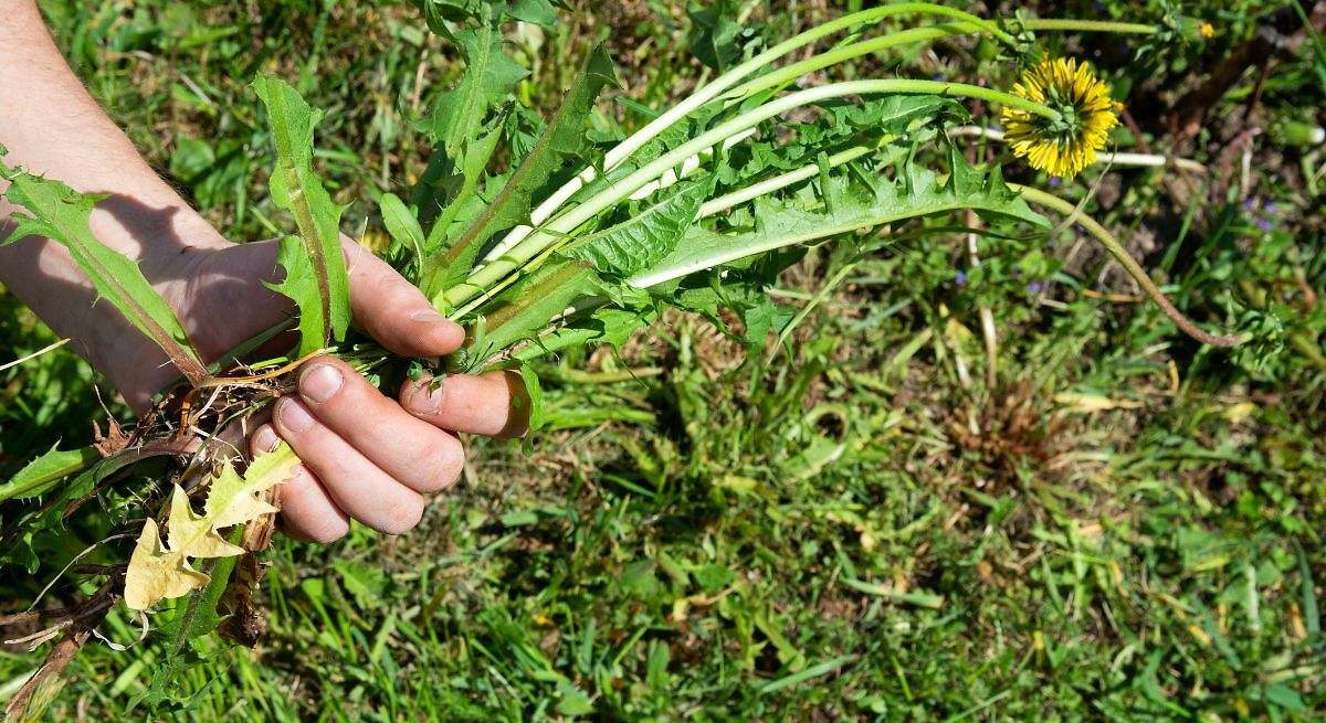 Ni vinagre ni sal: elimina las malas hierbas del patio en 24 horas para siempre con este remedio casero