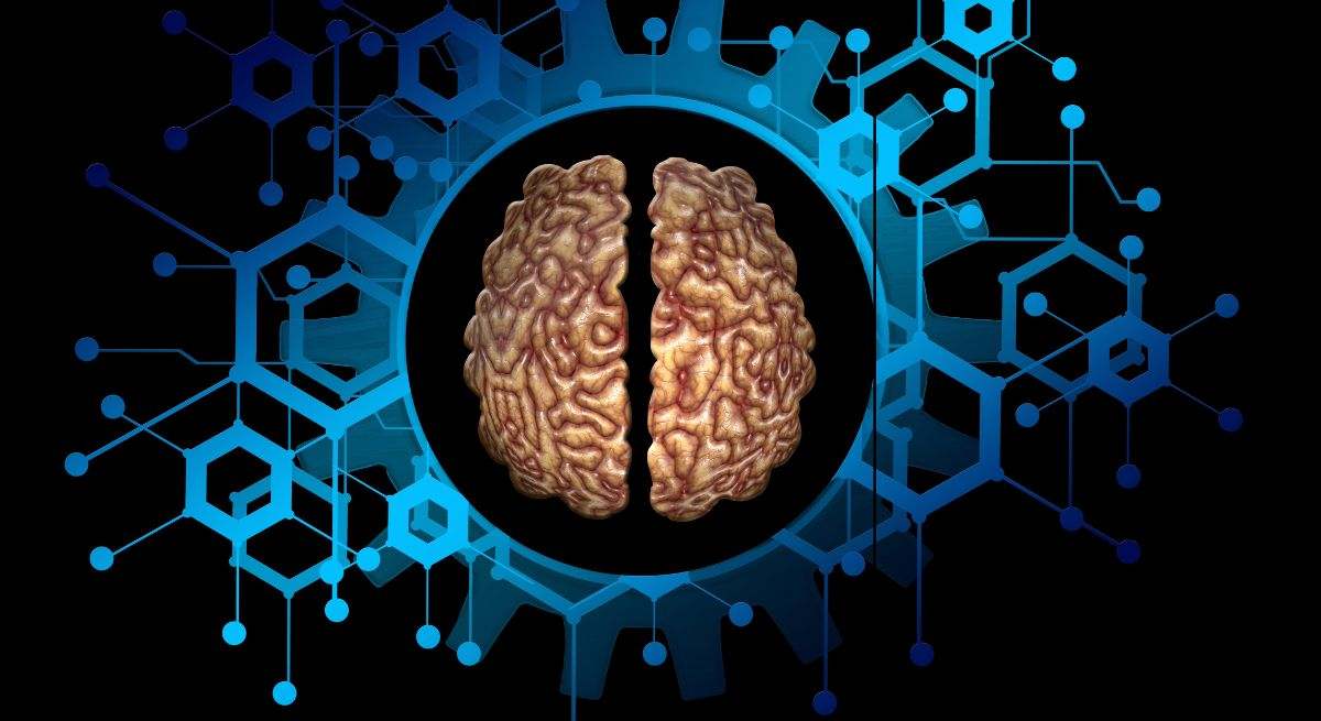 Investigadores españoles descubren un suplemento que protege el cerebro frente al deterioro cognitivo causado por una alimentación rica en grasas