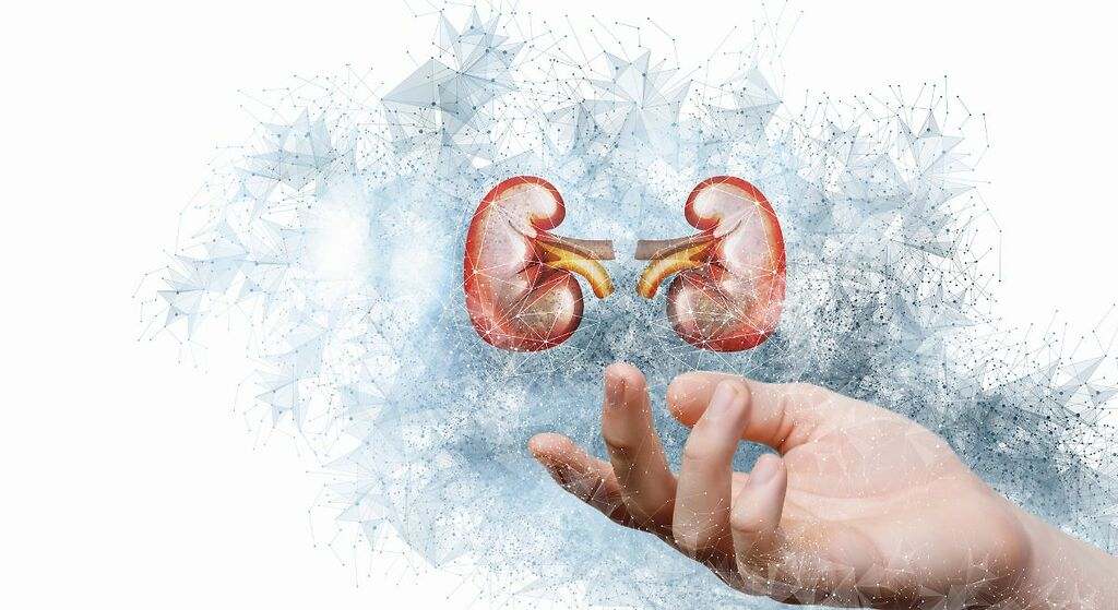 La fruta que es una gran aliada para los dos riñones: previene infecciones urinarias y enfermedades renales crónicas