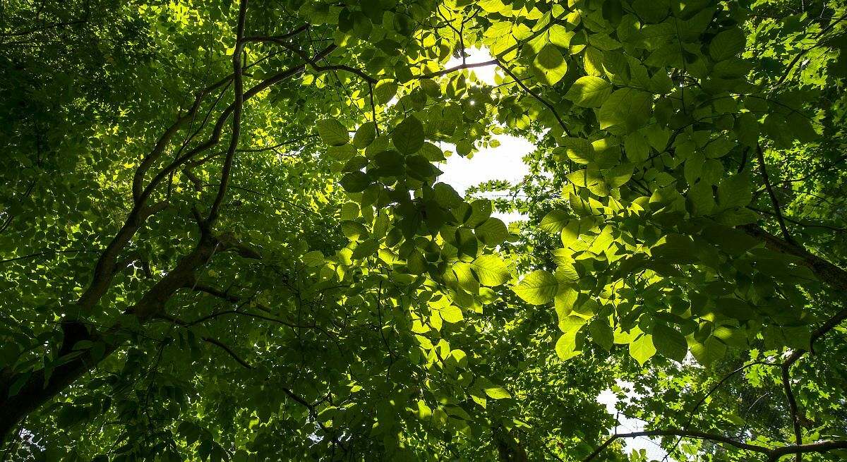 Buenos amigos con el medio ambiente