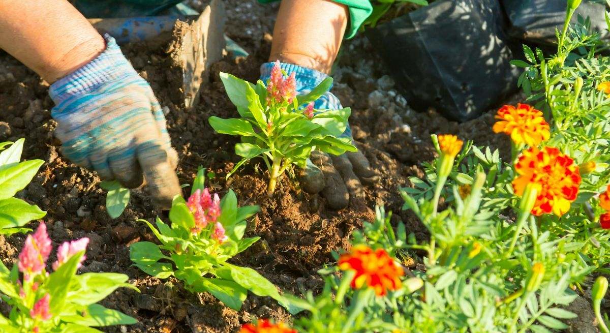 El fertilizante casero para que tus flores crezcan con solo un ingrediente que todos tenemos en casa
