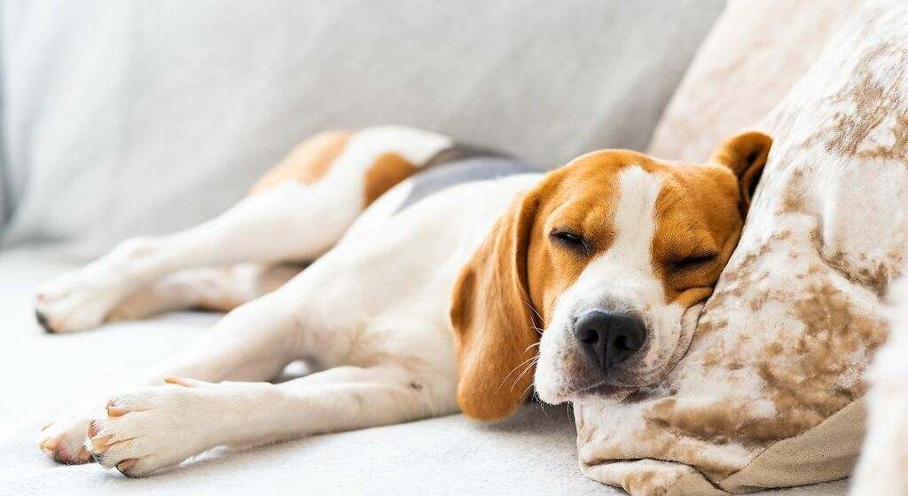 ¿Cómo se despiden los perros antes de morir? Todas las señales para saber si tu mascota vive sus últimos días