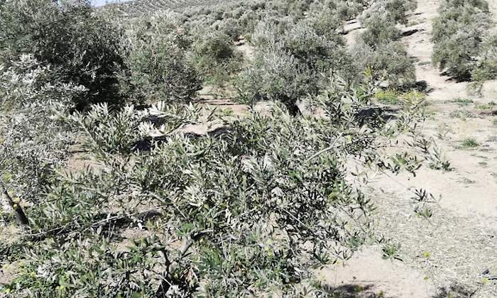 olivar1.jpg