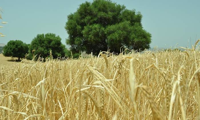 Cultivo-de-cereal-en-la-provincia-de-Cadiz.jpg