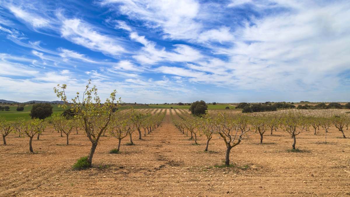 La región de España que se ha convertido en la  Texas del pistacho : es un paraíso para este cultivo