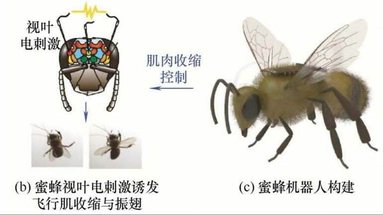 Abejas cyborg