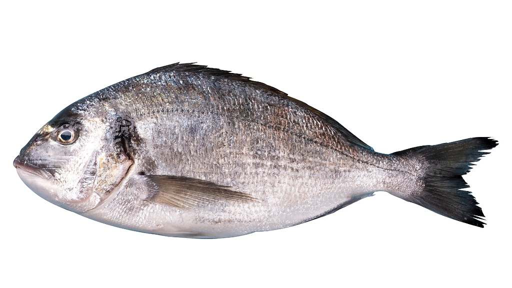 Dorada