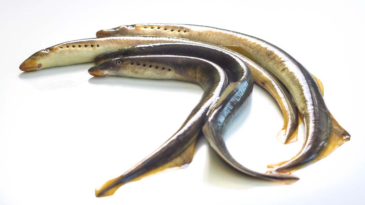 Lamprea