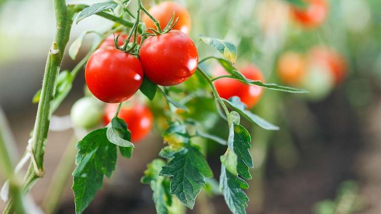 tomatera