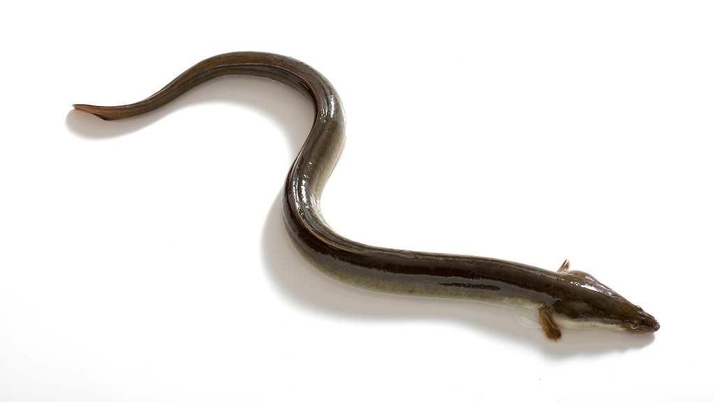 Anguila