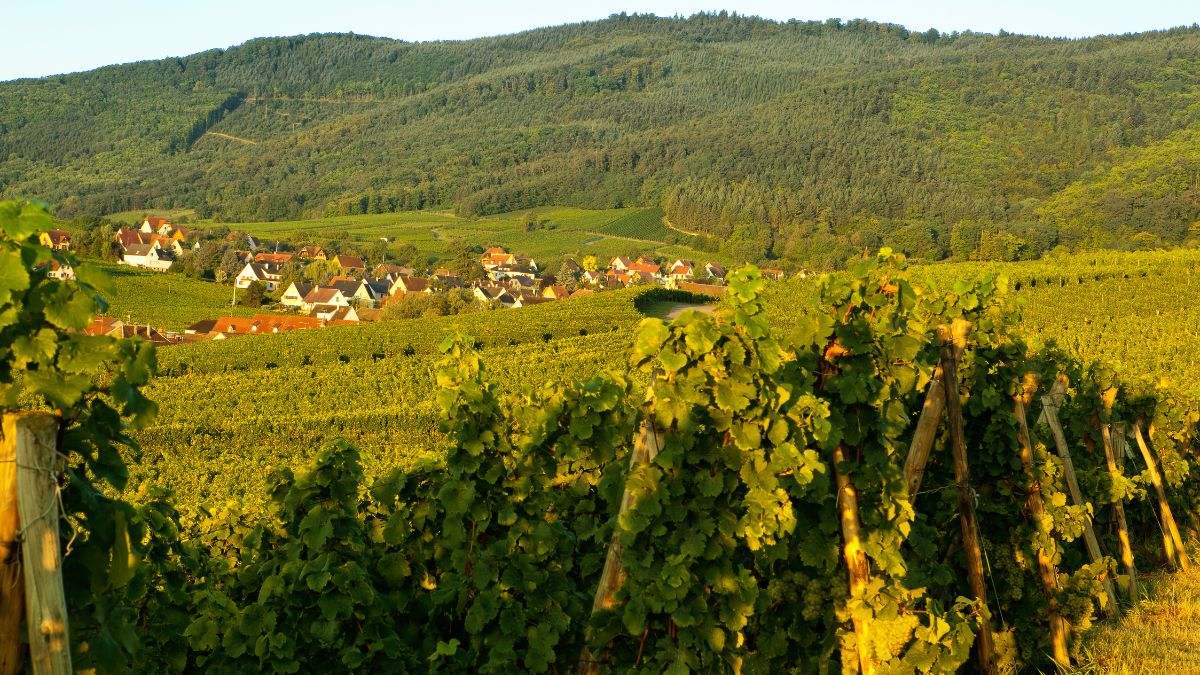 Alsacia y sus vinos