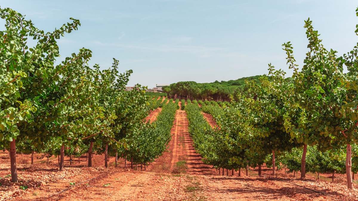La Texas del pistacho español hace historia en el momento más necesario:  Es la mayor cosecha registrada hasta la fecha 