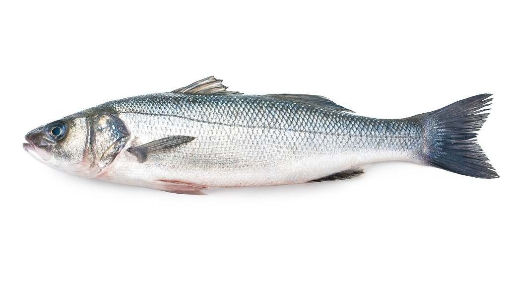 Lubina europea