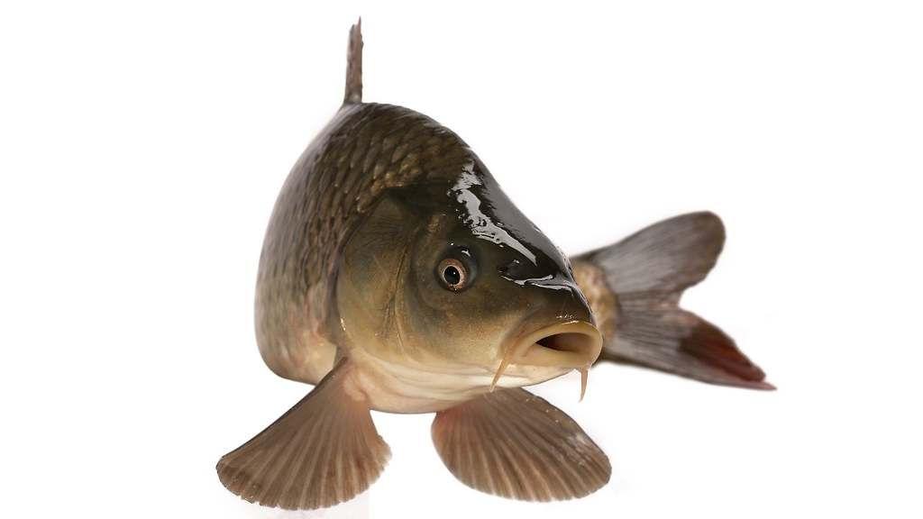 Carpa