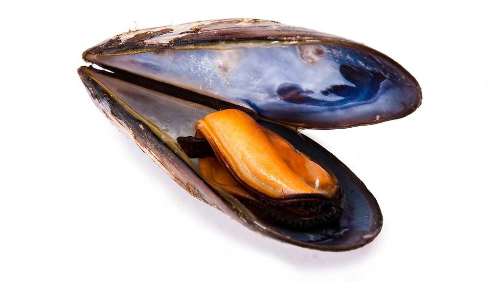 Mejillones, ostras, almejas, coquinas y demás moluscos bivalvos