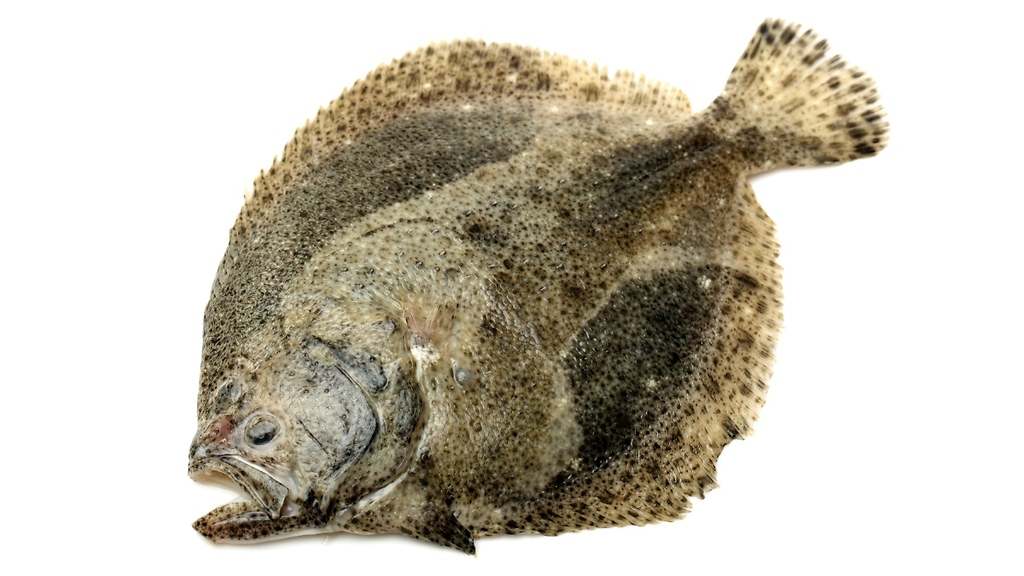Rodaballo