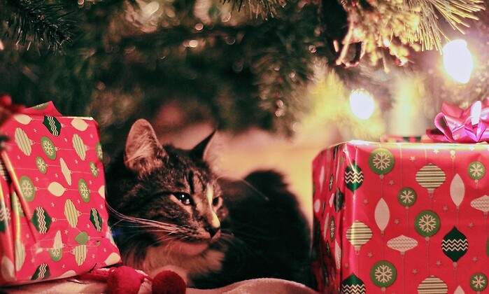 Las-mascotas-y-sus-regalos-de-Navidad.jpg