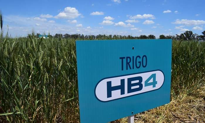 Trigo-HB4.jpeg