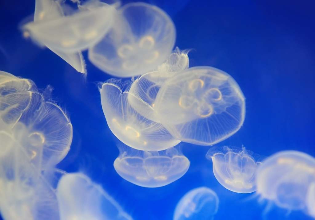Medusa común (Aurelia aurita)