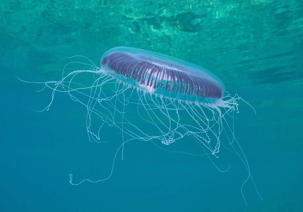Medusa Aequorea (Aequorea forskalea)