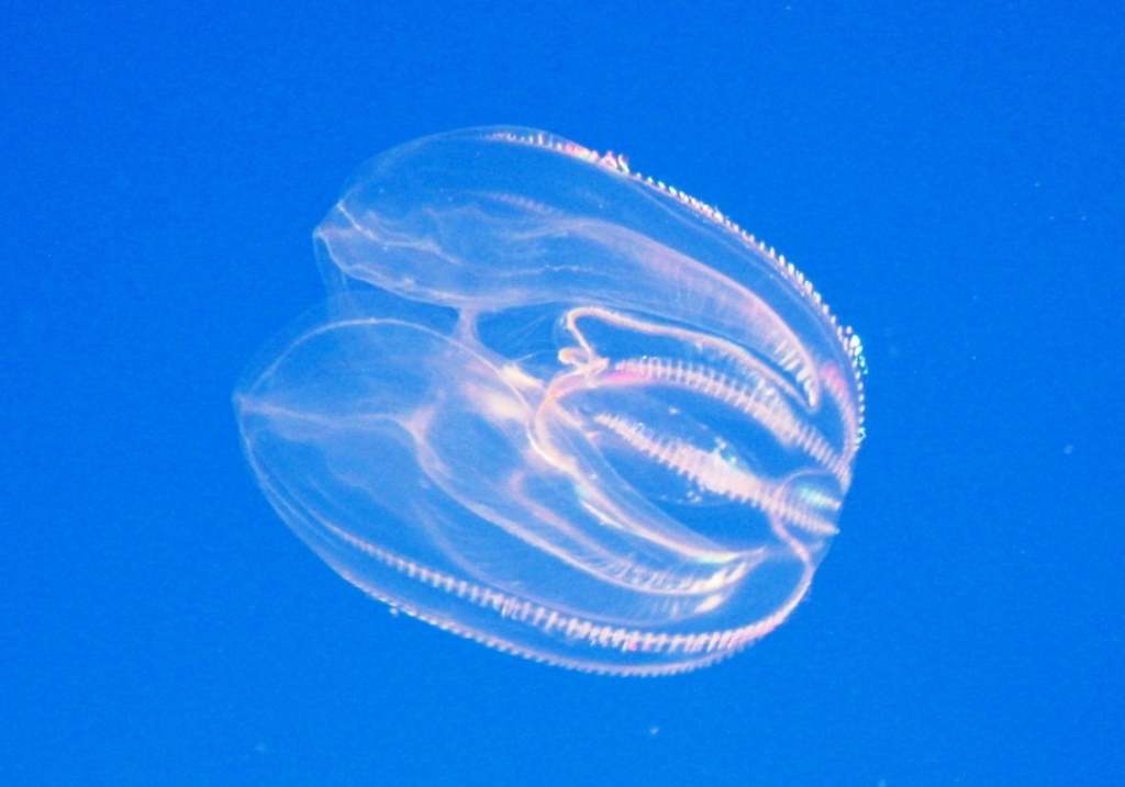 Ctenóforo americano (Mnemiopsis leidyi)