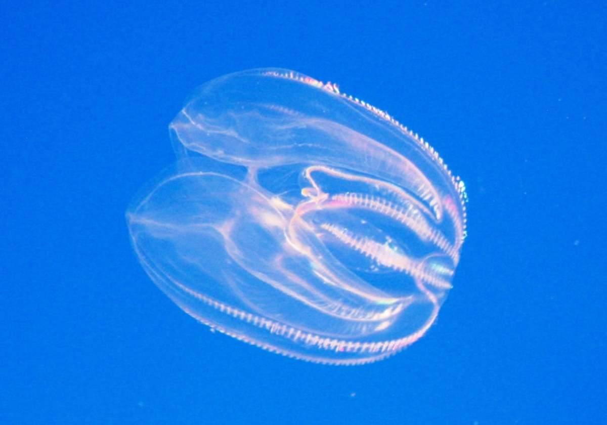 Ctenóforo americano (Mnemiopsis leidyi)
