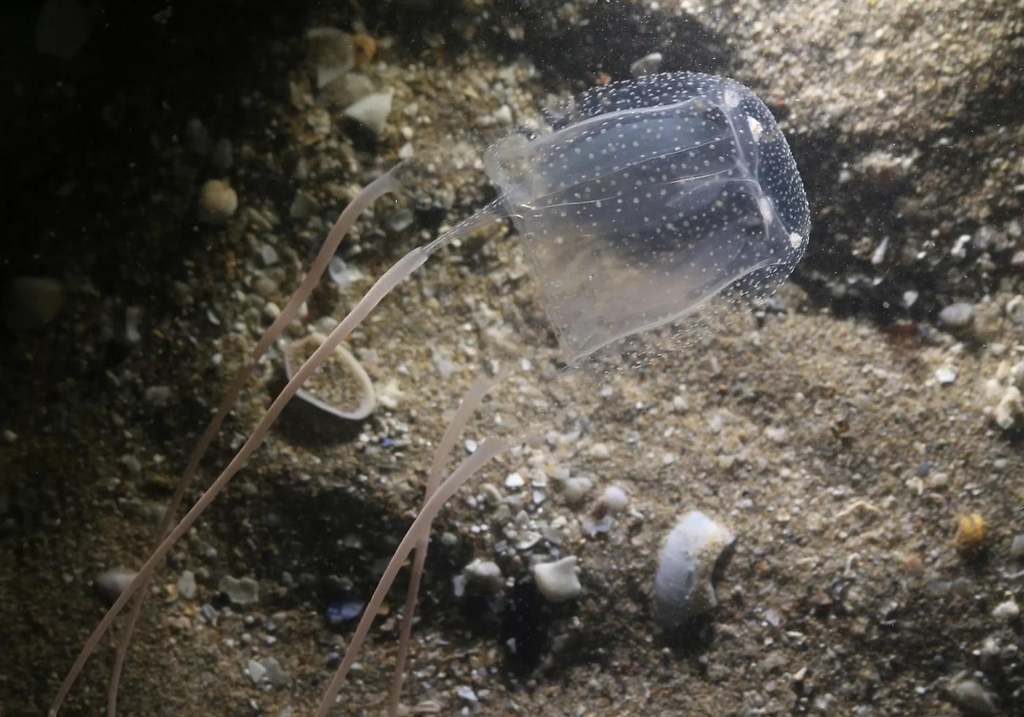 Cubomedusa, Avispón marino del Mediterráneo, Avispa de mar (Carybdea marsupialis)