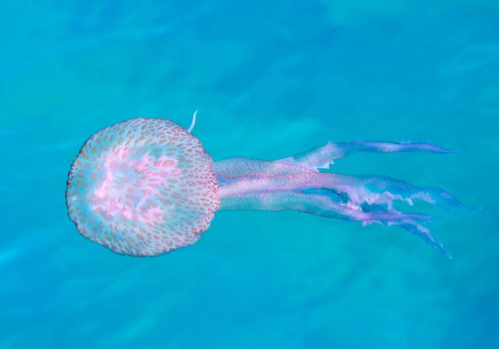 Medusa luminiscente (Pelagia noctiluca)